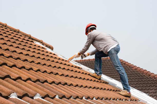 Best Roof Moss and Algae Removal  in Ridgway, CO